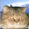 Сайт британского короткошёрстного кота из Санкт-Петербурга